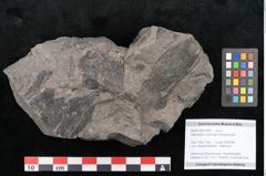 Foto (Objekt + Etikett) von Taeniopteris haidingeri Ettingshausen (NHMW-GEO-2024-0188-10492)